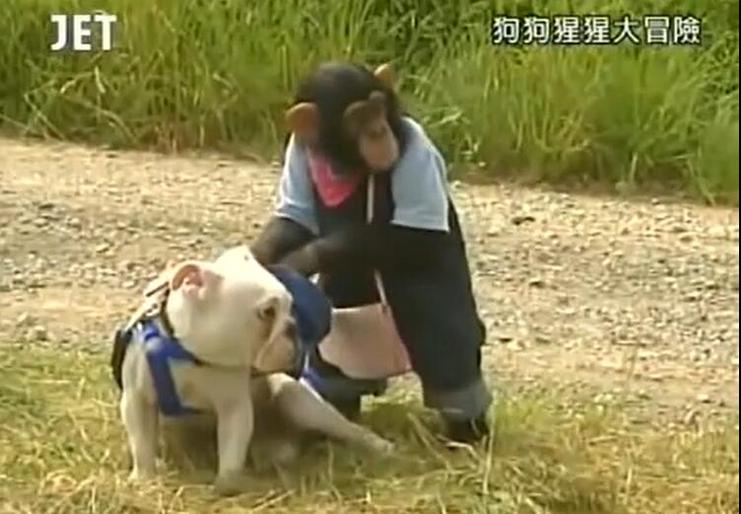 《猩猩狗狗大冒险》：试炼场上的小庞与詹姆斯，奋力拼搏走向人生巅峰