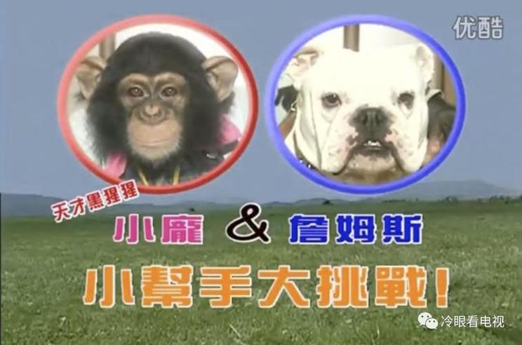 《猩猩狗狗大冒险》：啊！原来动物也会哭？！你会忍心错过吗？
