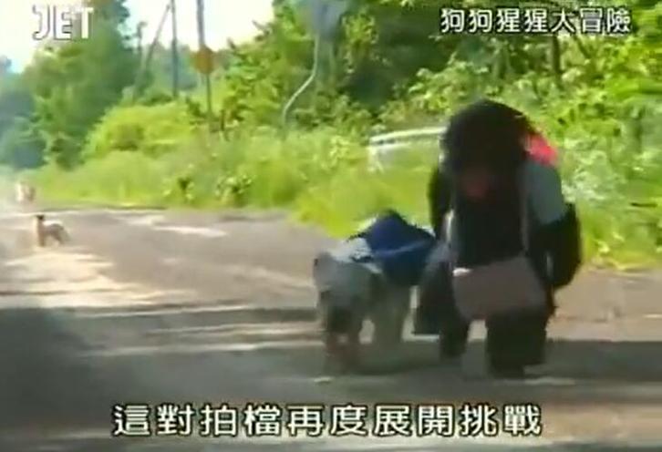《猩猩狗狗大冒险》怎么看？恐怖桥段戏弄主人令小庞成为观众最爱