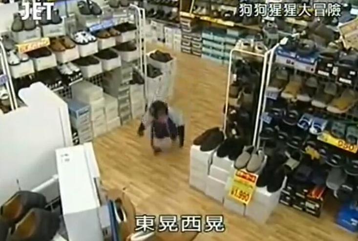 两只萌萌哒的宠物，挑战人类生活，《猩猩狗狗大冒险》第一季超清无尽惊喜
